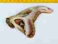 Attacus atlas (aberration, verso, unmounted, Malaysia)2 [Internet image property of respective owner, non commercial use only]